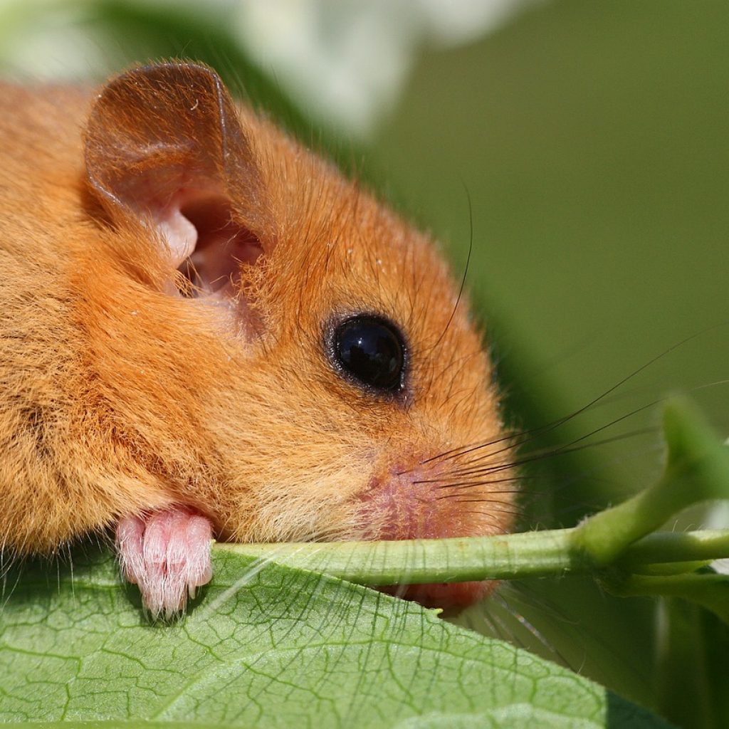 dormouse picture