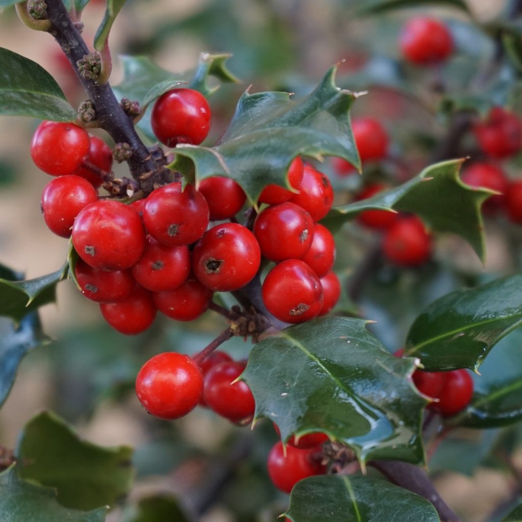 Holly Berry Branch