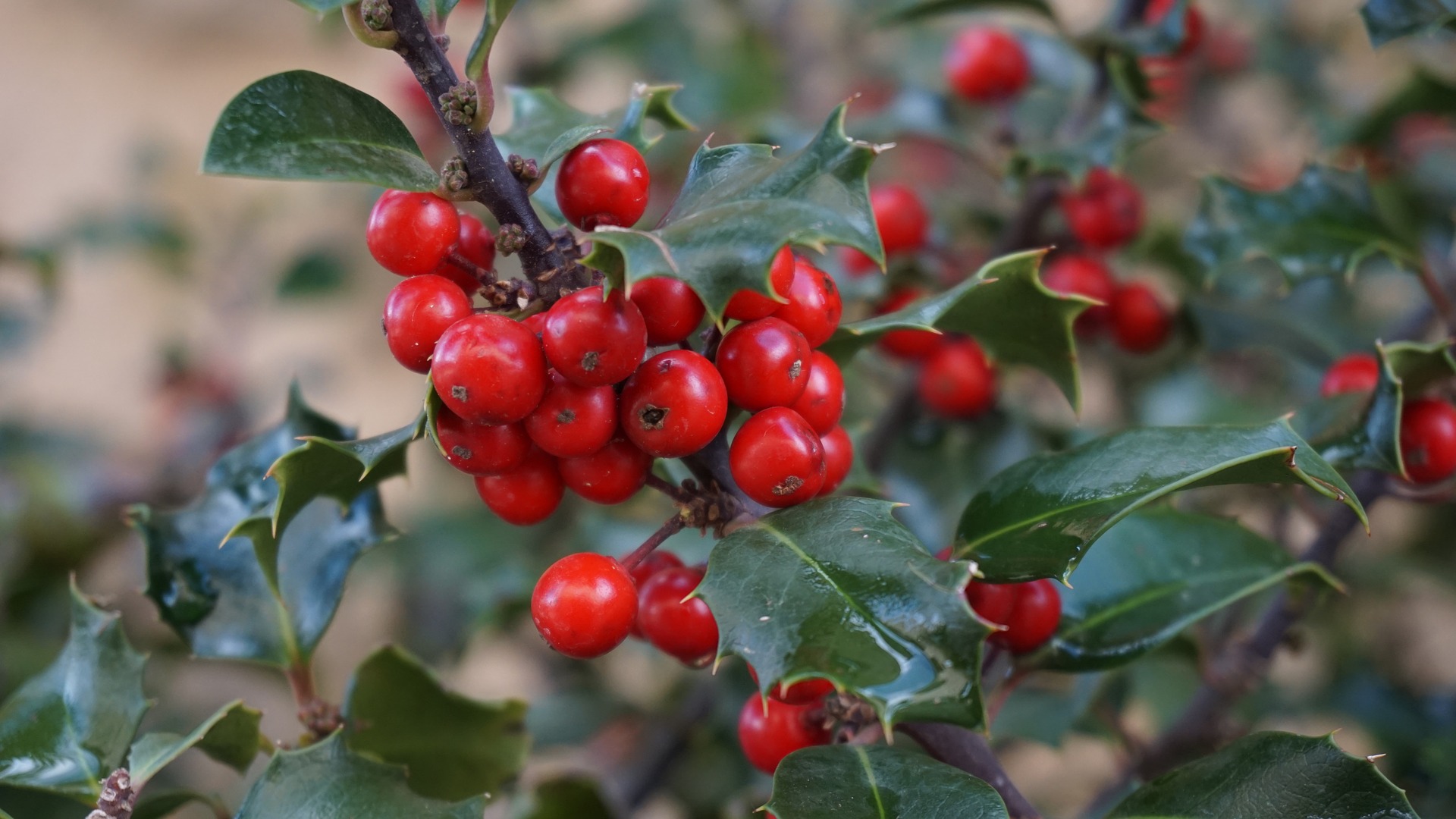 Holly Berry Branch