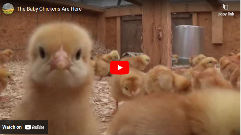 youtube art baby chickens