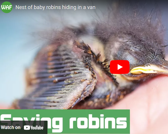 image of baby robin