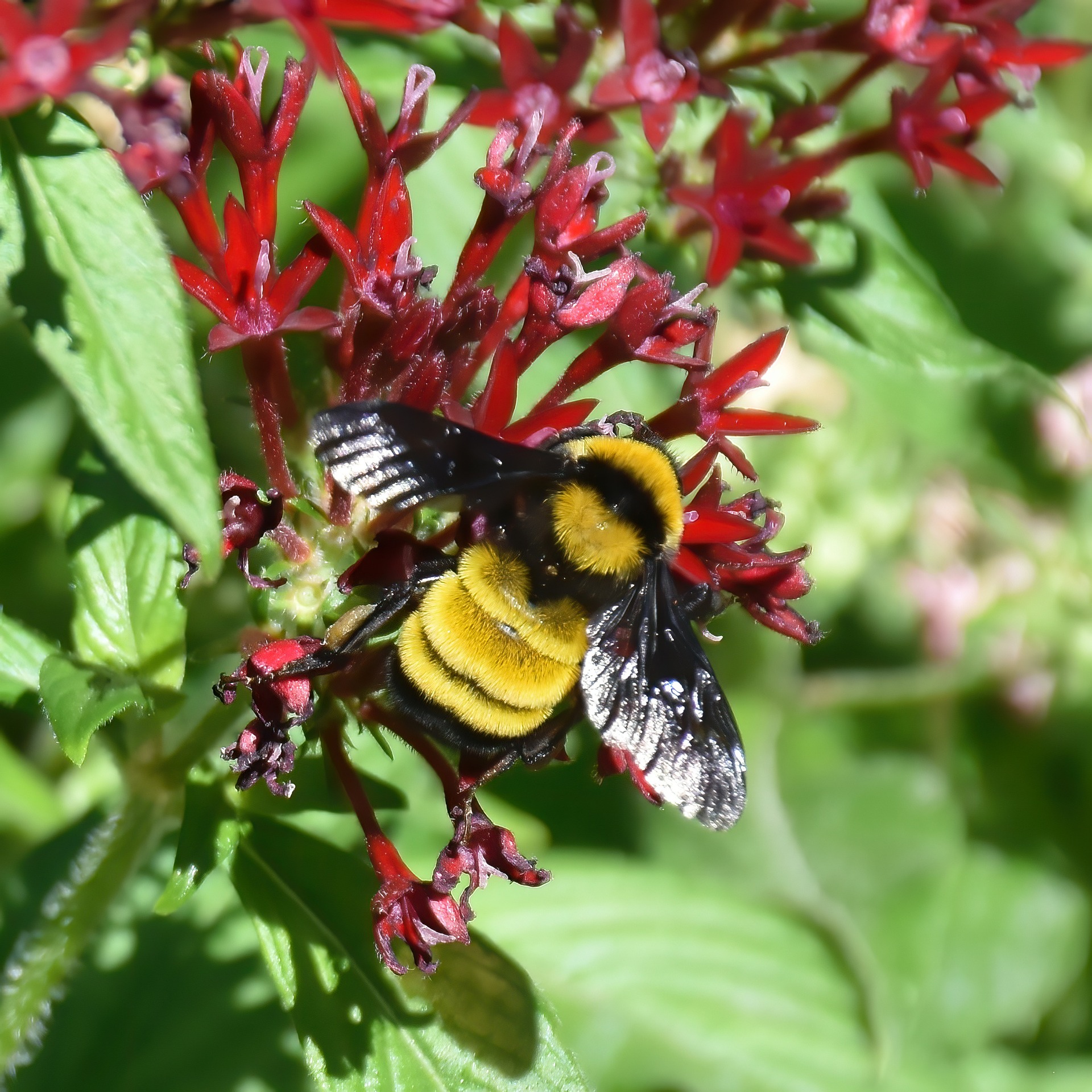 bumble bee on red flowers