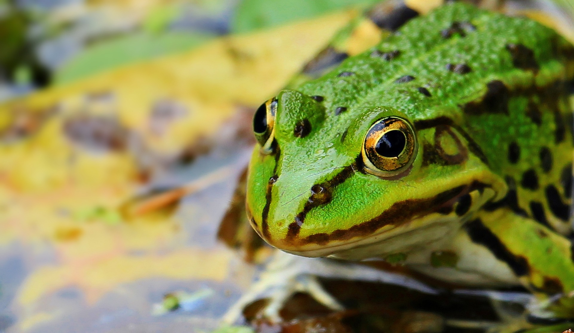 green garden frog