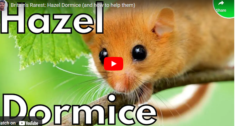 youtube art hazel dormouse