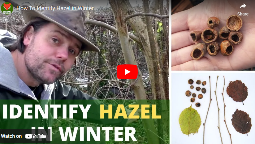 youtube art man and hazel tree