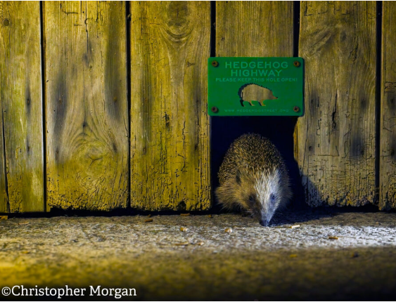 hedgehog fencing, image by Christopher Morgan