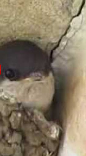 housemartin in nest