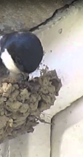 housemartins nesting 2