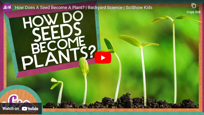 youtube art seedlings growing in soil