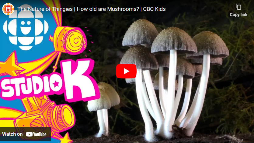 youtube art, mushrooms growing