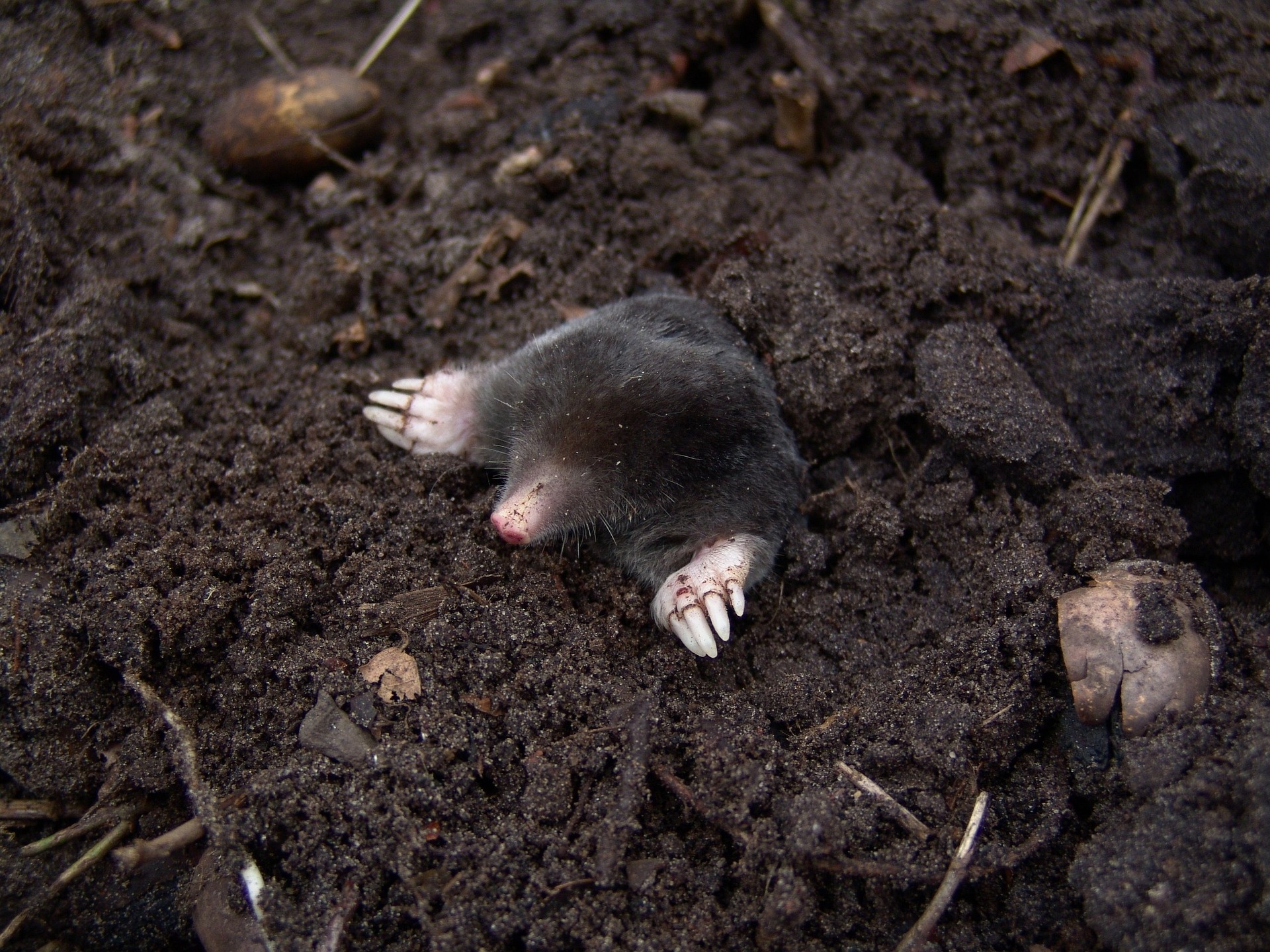 mole emerging from hole