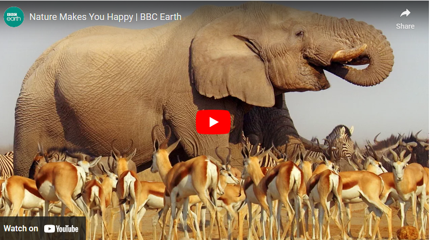 youtube art, elephant and deer