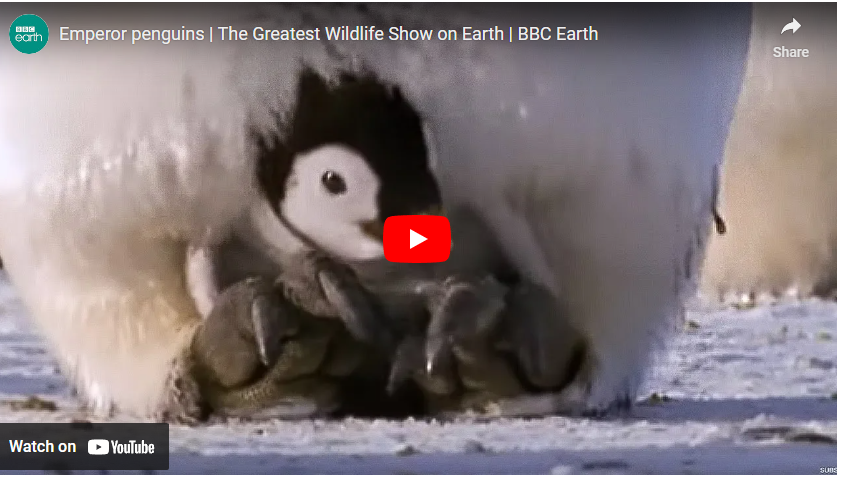 youtube art, baby penguin chick huddled at parent's feet