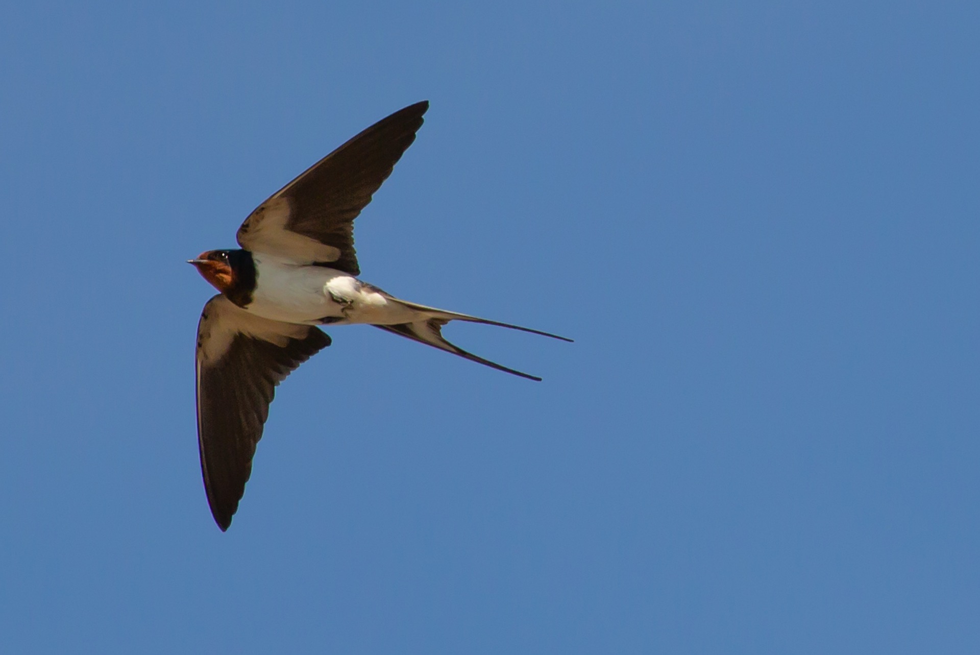 swallow in blue sky