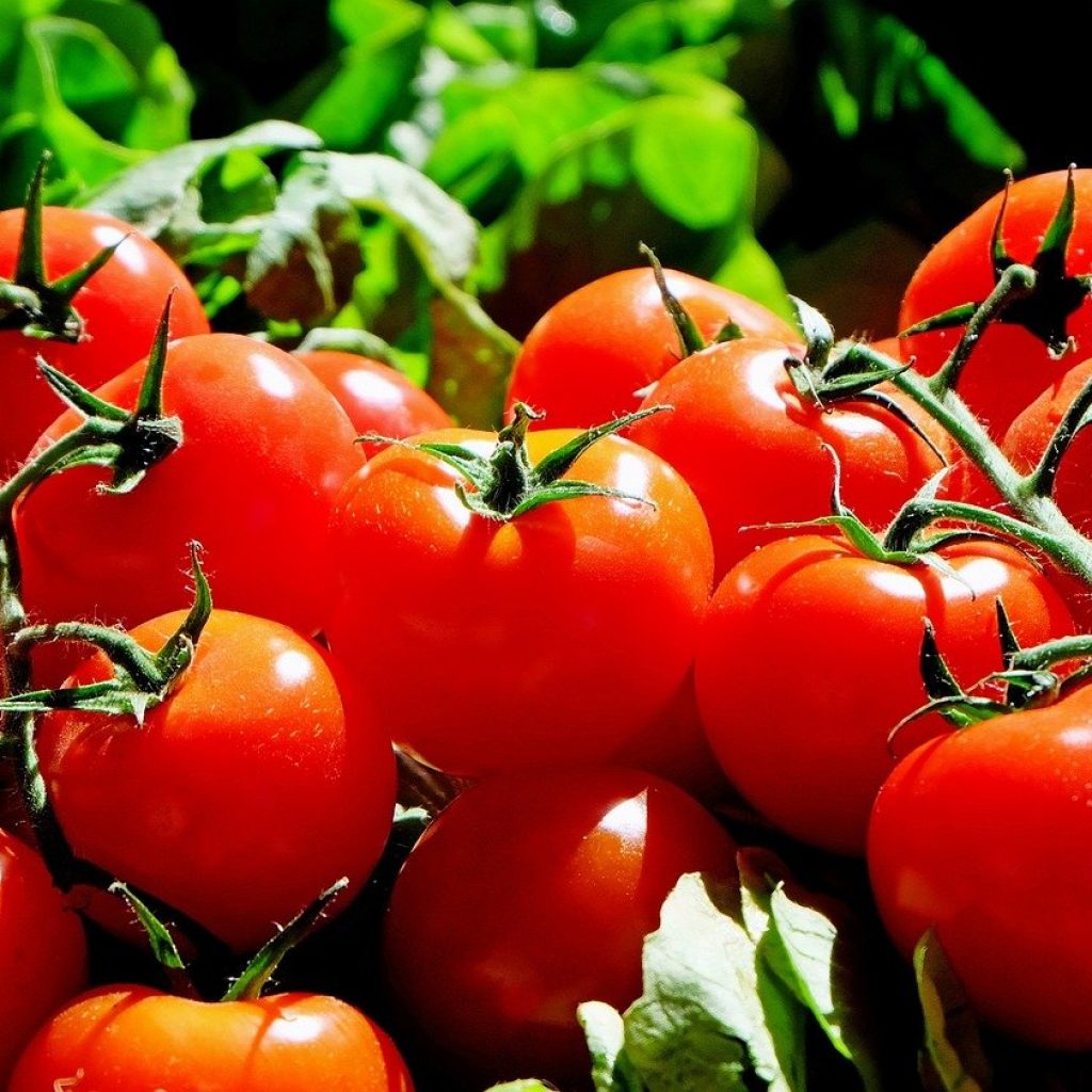 fresh red tomatoes