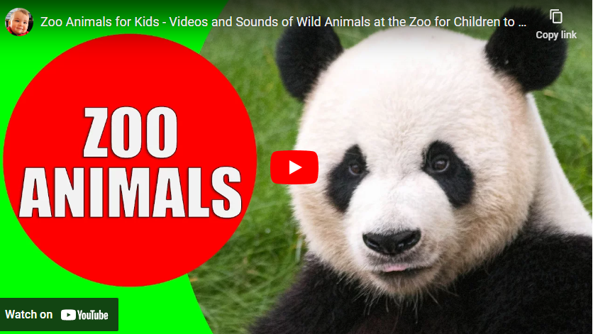 youtube art, photo of panda